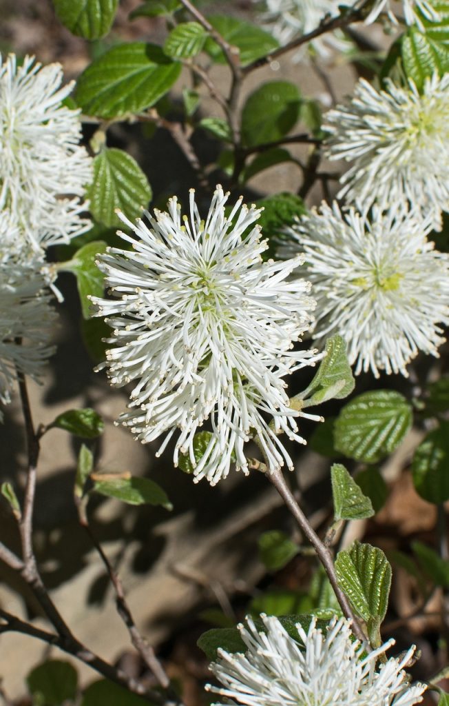 fothergilla, witch-alder, wildflower-3336273.jpg